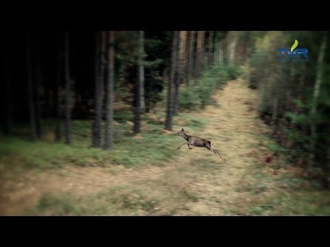 Darz Bór - odc. 35 - Wielkie Łowy Borów Dolnośląskich