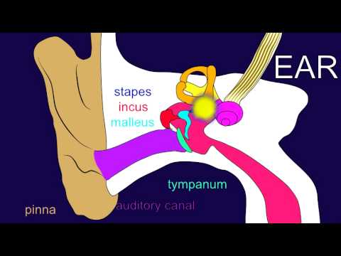 PERCEPTION OF SOUND IN THE EAR