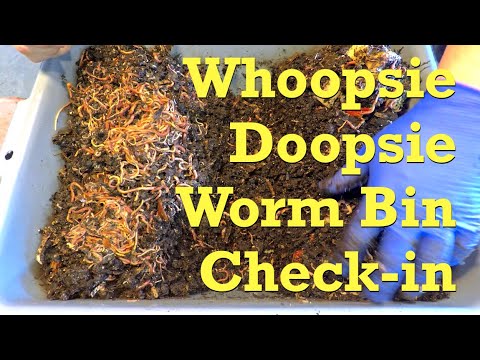 Mistaken identity worm bin feeding - vermicompost