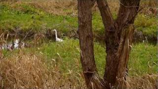 preview picture of video 'sensation: great white heron in vienna'