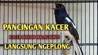 Download lagu Pancingan Kacer ngeplong manggil lawan sangat ampuh untuk pancingan Kacer agar gacor mp3