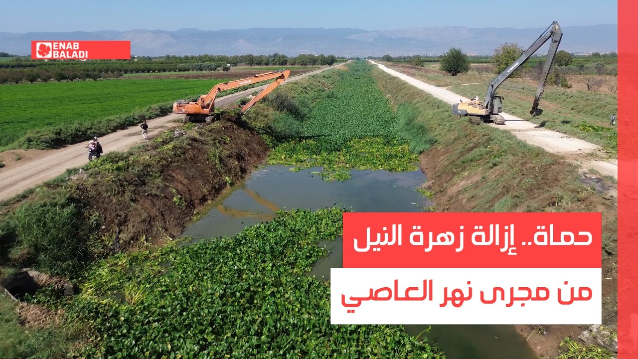 حماة.. إزالة زهرة النيل من مجرى نهر العاصي