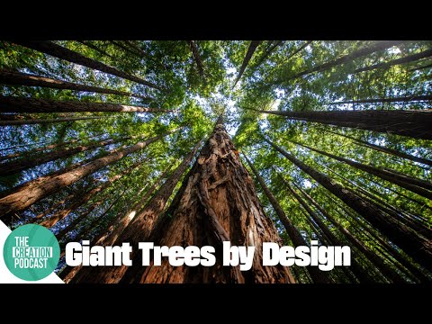 Giant Sequoias: Too Complex to Be Accidental