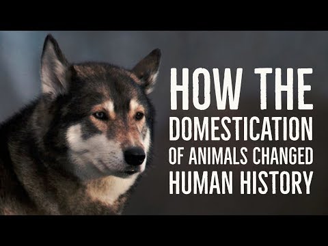 L2 U8 I2 How the Domestication of Animals Changed Human History