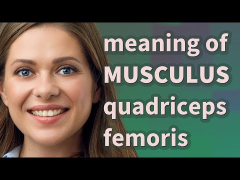 Musculus quadriceps femoris | meaning of Musculus quadriceps femoris