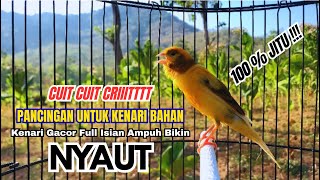 Download lagu Kenari gacor NGEROL PANJANG cocok untuk PANCINGAN KENARI PAUD bikin BURUNG KENARI GACOR PANJANG mp3 Download lagu Kenari gacor NGEROL PANJANG cocok untuk PANCINGAN KENARI PAUD bikin BURUNG KENARI GACOR PANJANG mp3