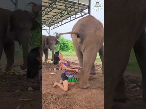 Vì sao người ta phải nhặt thứ này trước khi nó rơi xuống!