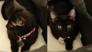 the week ended with me adopting a kitten