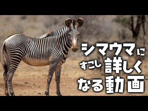 シマウマは何種類いますか