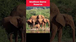 Wildlife Reserve of South Africa