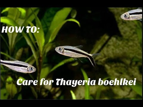 Tetra tučniak (Thayeria boehlkei) — video o chove a starostlivosti