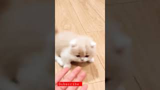 lomba kucing ? terlucu ?? #shorts #kucinglucu