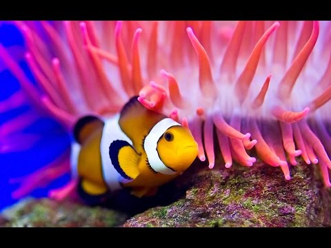 Coral Reef ~ The Saxy Lady Band