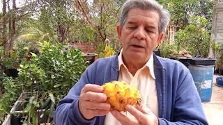 Mudas de frutíferas