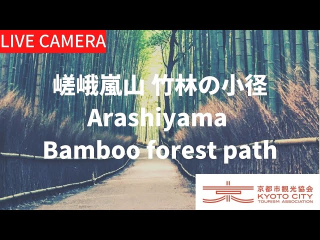 【LIVE】京都 嵯峨嵐山  竹林の小径ライブ中継カメラ（京都市観光協会公式）／Bamboo forest path, Kyoto Live camera