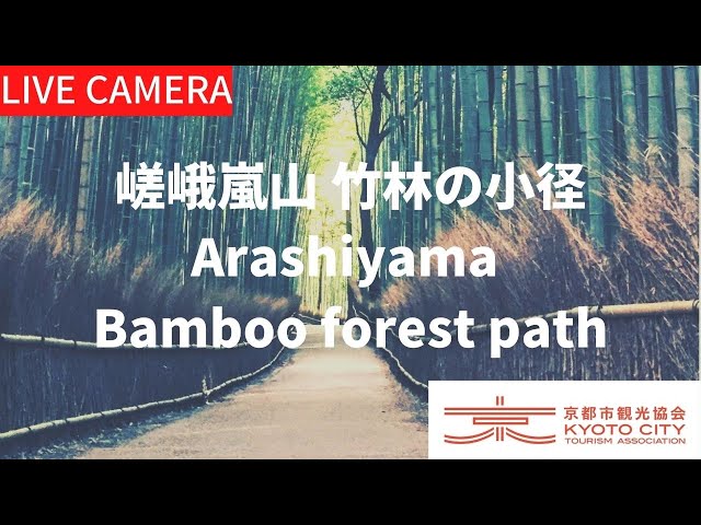 【LIVE】京都 嵯峨嵐山  竹林の小径ライブ中継カメラ（京都市観光協会公式）／Bamboo forest path, Kyoto Live camera cctv 監視器 即時交通資訊