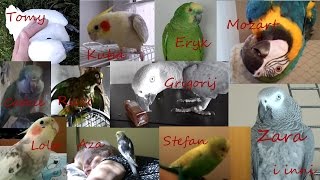 Competitors of the 3rd "Parrot Chat" 2015/16 from A to Z