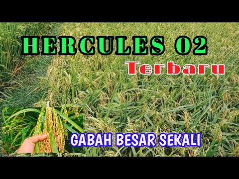 terbaru HERCULES 02. GABAH BESAR