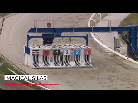 Magical Silas   Central Park Super Standard