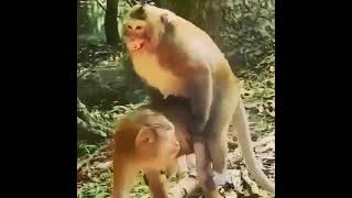 سکس حیوانات و سکس میمون