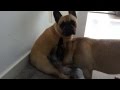 Dog Eat Dog