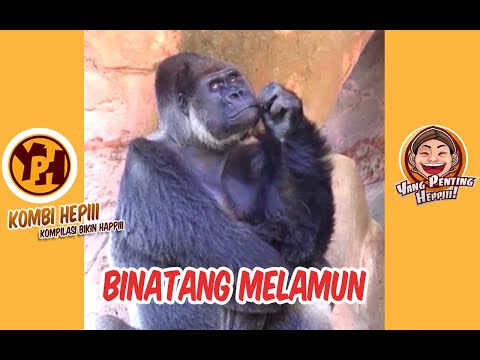 kombi-heppiii-binatang-melamun