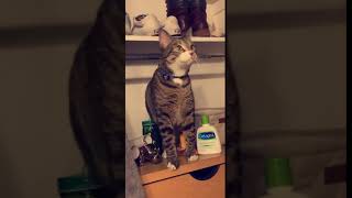 Oriental Shorthair Cats Videos