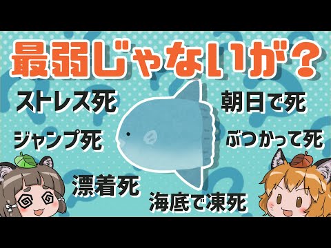 記録的な重さのマンボウ