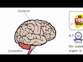 VI TH ZOOLOGY UNIT 6 ORGAN SYSTEM OF HUMAN