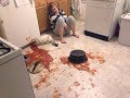 Cats Who DESTROY A Compilation
