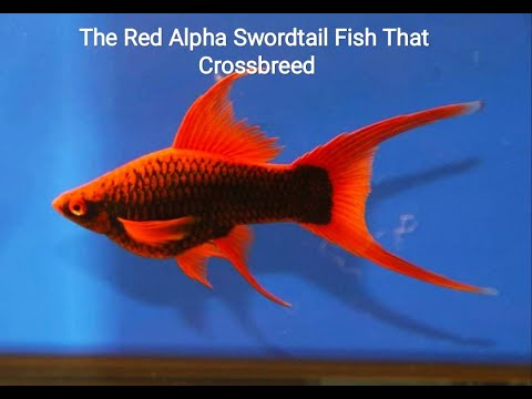 , title : 'The Red Alpha Sword Tail Fish That Croscrosbreed (Ikan Red Alpha Swordtail Dengan Croscrosbreed)'