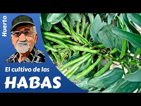 𝗛𝗔𝗕𝗔𝗦: COMO PLANTAR HABAS. GROWING BEANS. Cultivo  completo.