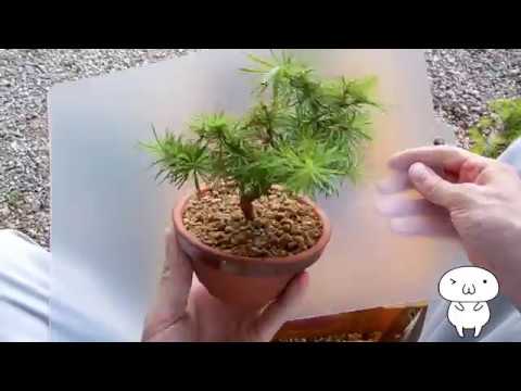 シベリアカラマツ 植物