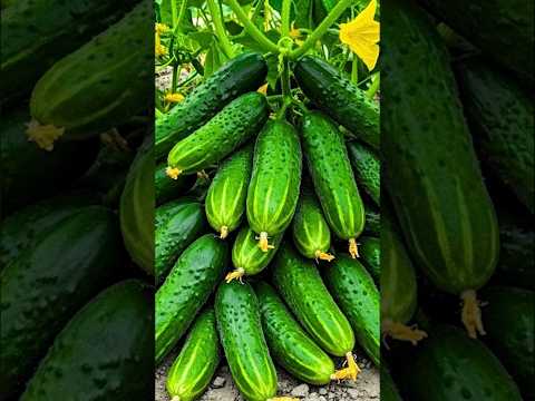 🌱 How to Propagate Cucumber Plant at Home From Cucumber to Harvest (Step-by-Step)