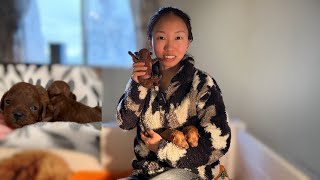 10 red toy poodle puppies open eyes. | 🇺🇸2窝玩具泰迪宝宝睁眼啦