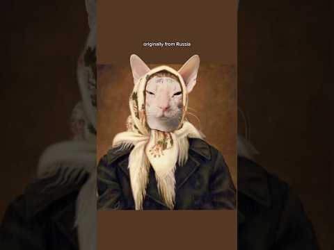 The Truth About Leela #donskoy #cats #pets #shorts #hairlesscats