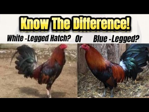 Different Types of Hatch Rooster: Blue-Legged vs White-Legged Explained #gallos #chicken #usa #ayam