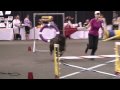 Aiden S First Agility Run