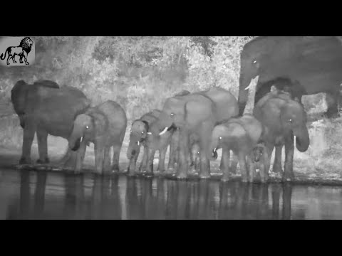 Elephant Herd pt 1 Arrival to Drink April 9 2025