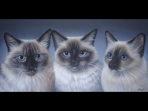 'Three Cats' | Painting on Commission | Fine Art by Roberto Rizzo