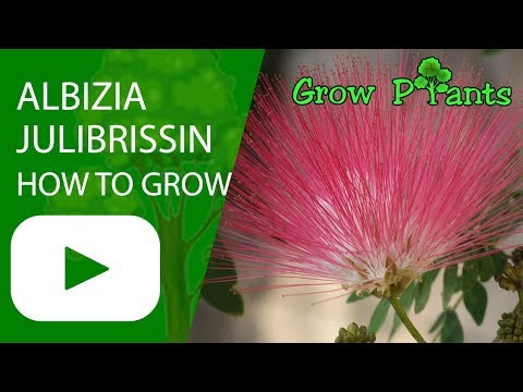 download lagu mp3 mp4 Albizia Julibrissin Care, download lagu Albizia Julibrissin Care gratis, unduh video klip Albizia Julibrissin Care