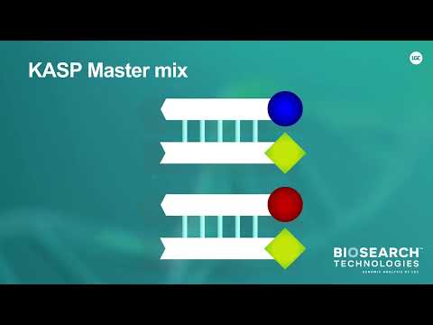 KASP Assay mix and KASP Master mix