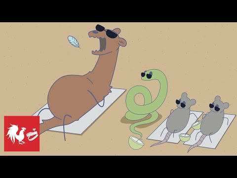 Invasive Animal Overkill - Rooster Teeth Animated Adventures