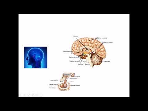 Sistema Endócrino Parte 1