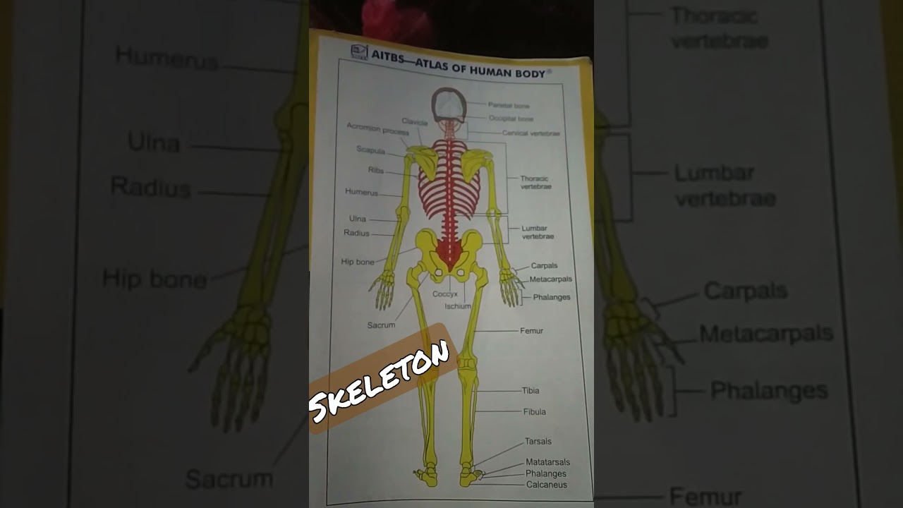 Skeleton full human body