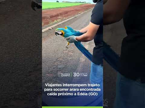 Viajantes interrompem trajeto para socorrer arara encontrada caída próximo a Edéia (GO)