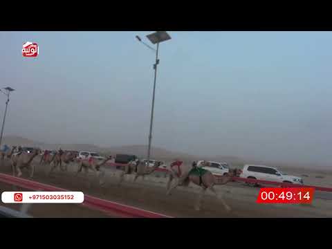  ش 4 (شاهين) لـ سهيل مبارك بن رميله العامري 2:07:91 ، شارة الصندوق 2026/07/18 فطامين الوقن