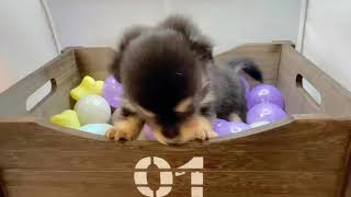 ハーフ犬の動画01