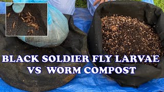 Black Soldier Fly Larvae vs Worm Compost Which Compost Method Should You Try? Vermicompost Worm Farm