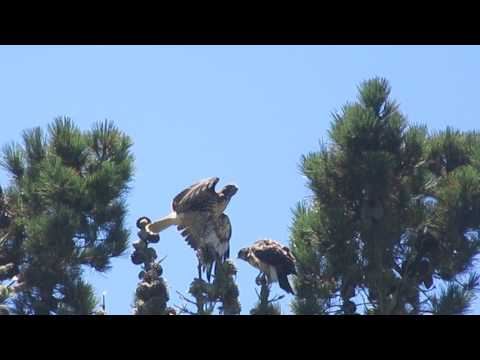 Red Tail Hawk Chicks - Branching and Fledging!